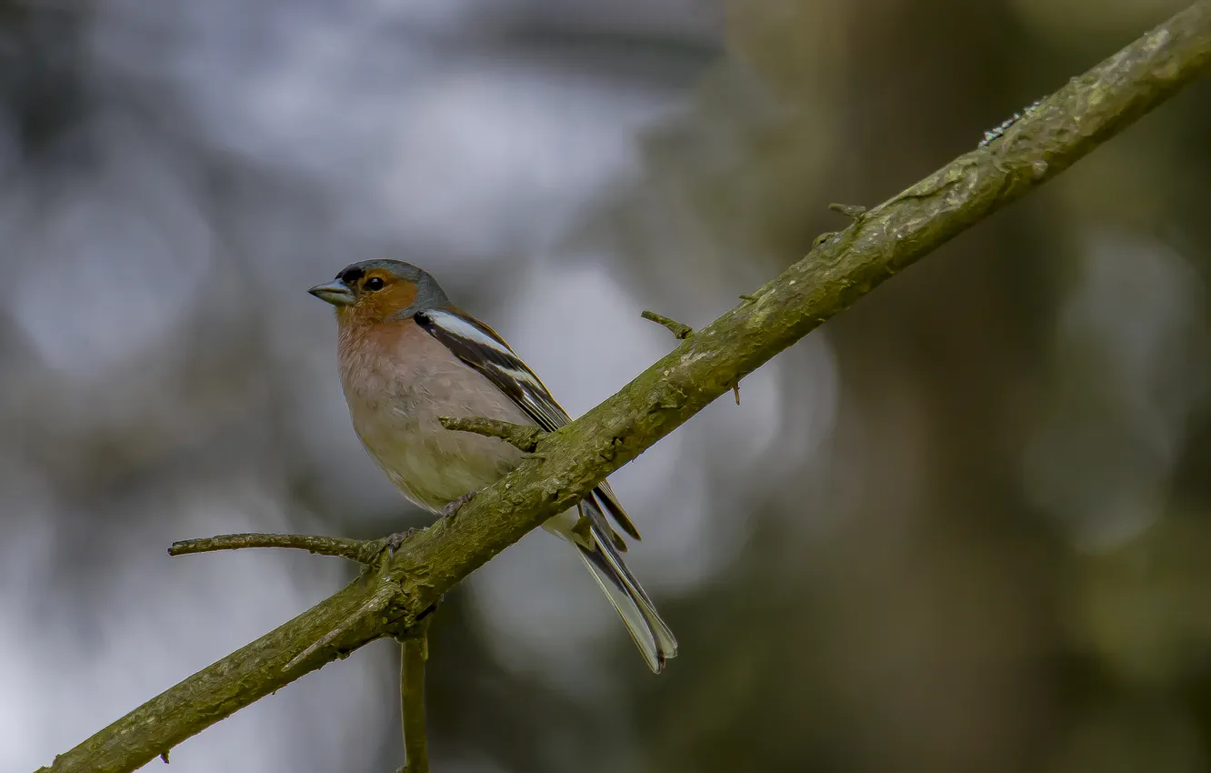 Photo wallpaper bird, spring, Chaffinch, sitting on a branch