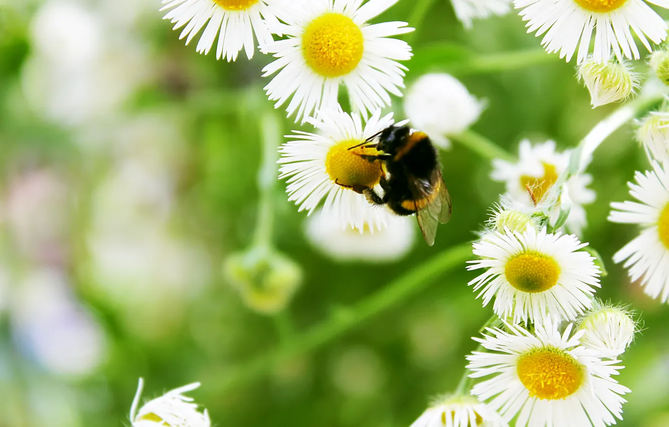 Photo wallpaper summer, flowers, Daisy, bumblebee
