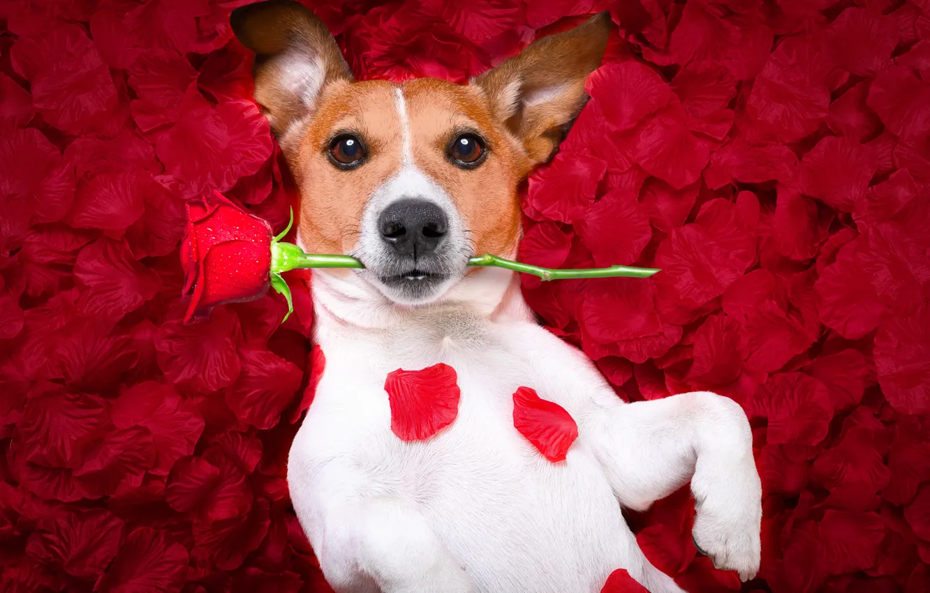 Photo wallpaper dog, petals, red, love, rose, red rose, dog, romantic