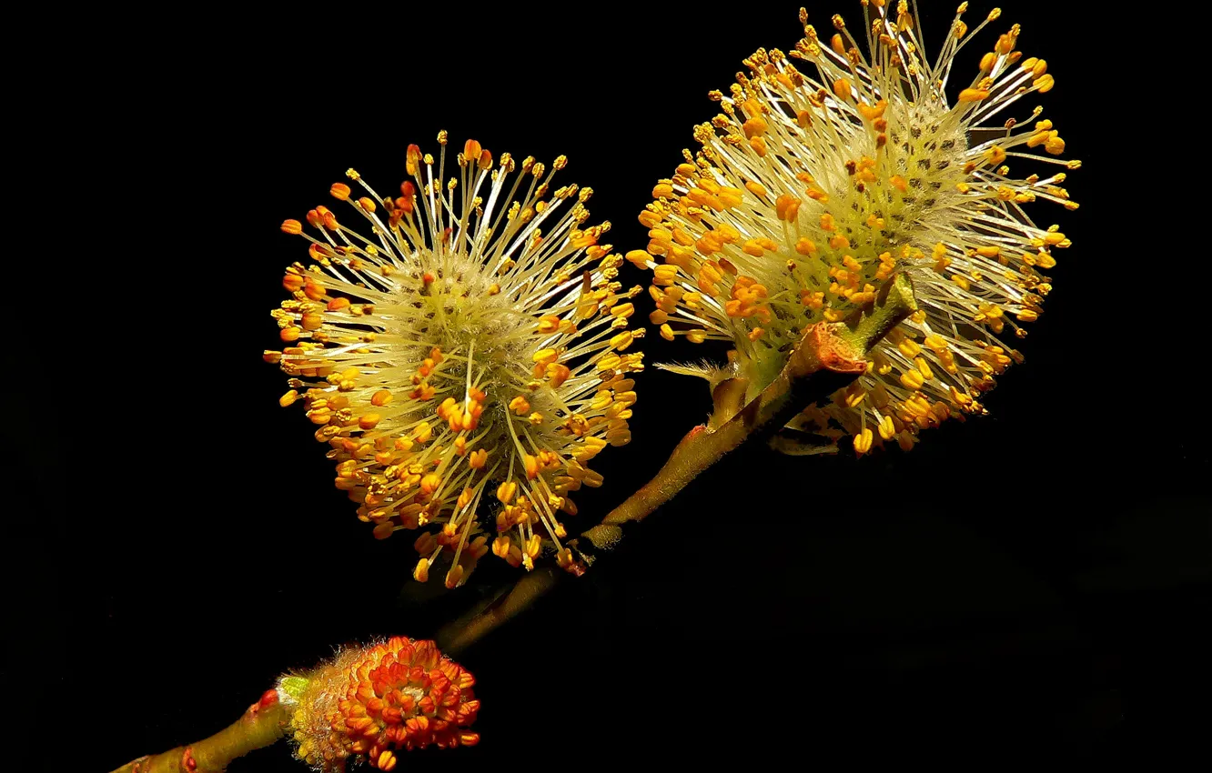 Photo wallpaper flower, plant, branch, salix caprea