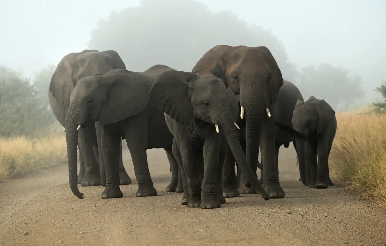 Photo wallpaper nature, fog, elephant