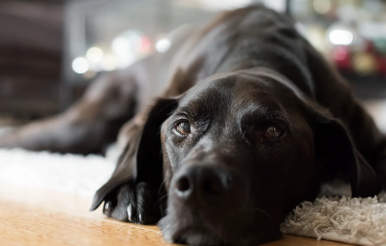 Photo wallpaper each, home, dog