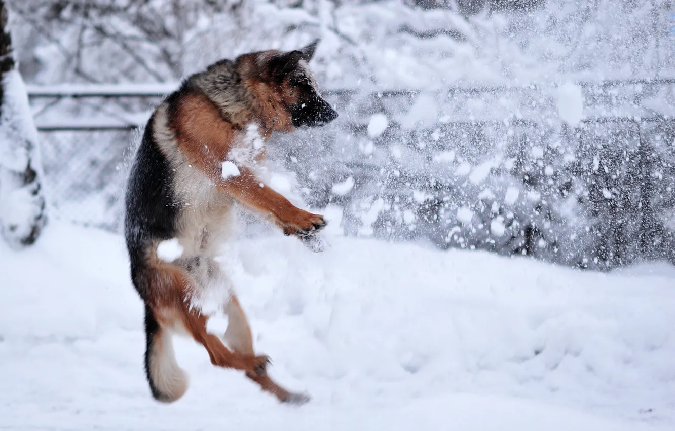 Photo wallpaper winter, snow, dog, rasstrel