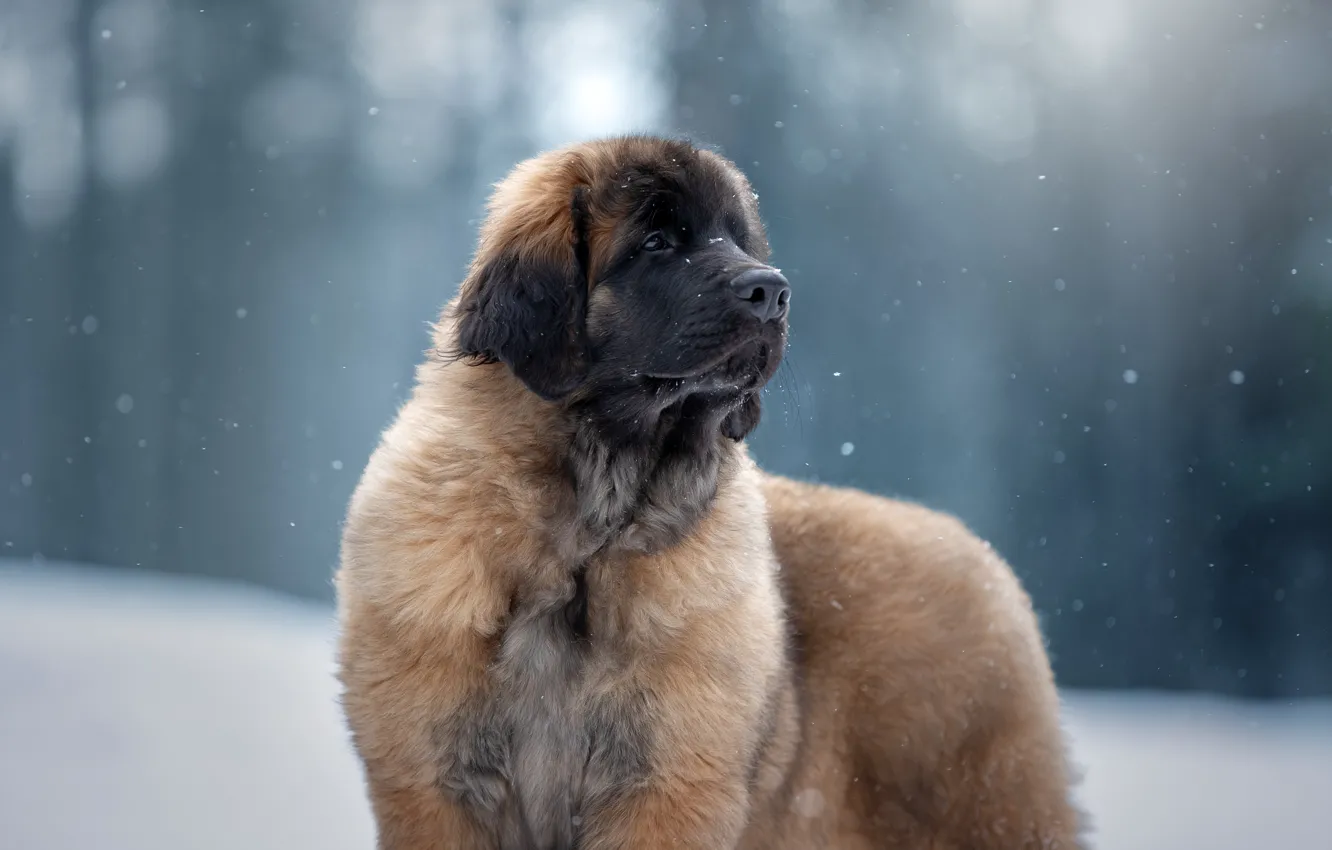Photo wallpaper snow, dog, puppy, Leonberger, Svetlana Pisareva