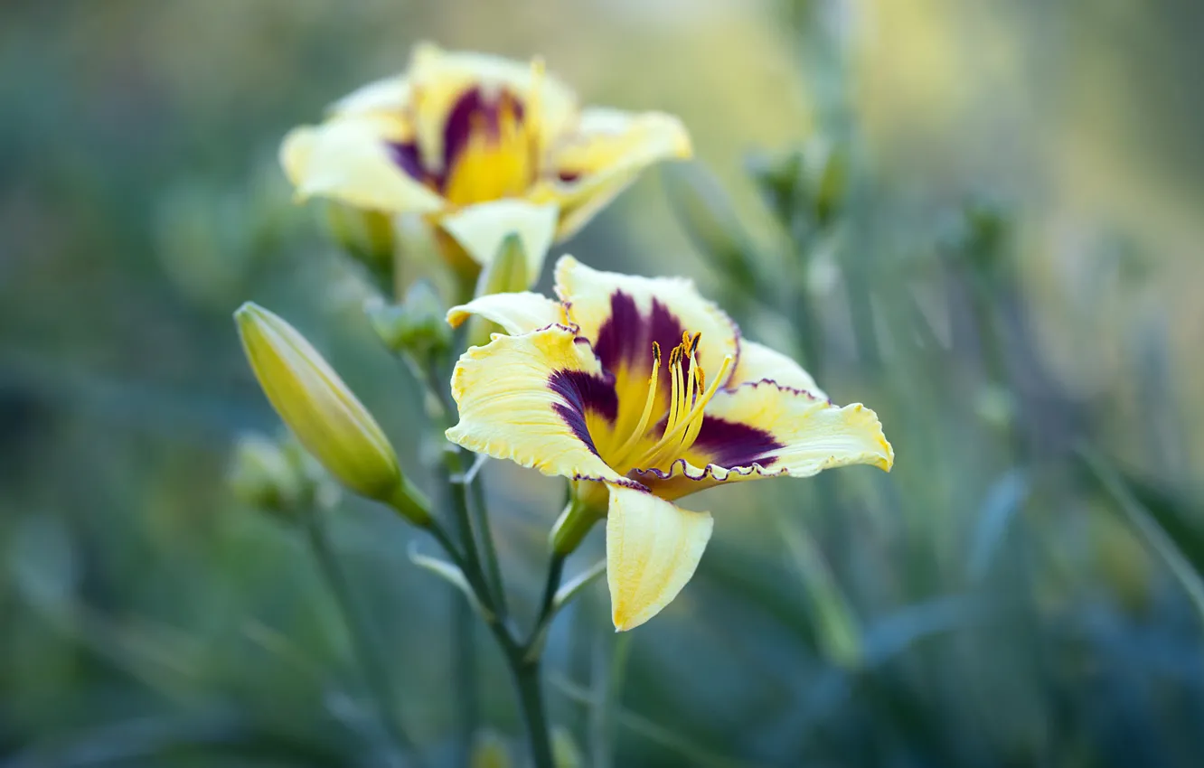Photo wallpaper flowers, yellow, Lily, the daylilies