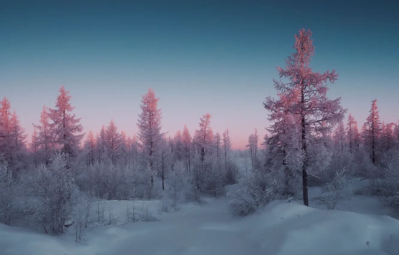 Photo wallpaper frost, the sky, snow, trees, sunset, winter. snow