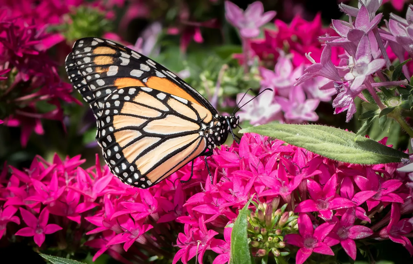 Photo wallpaper butterfly, wings, insect, color