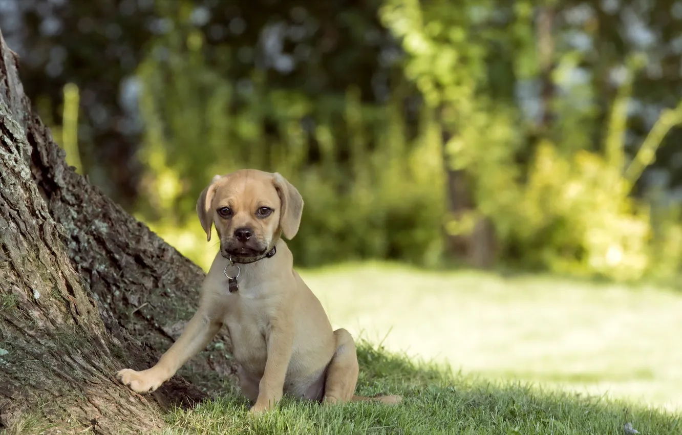 Photo wallpaper summer, nature, dog