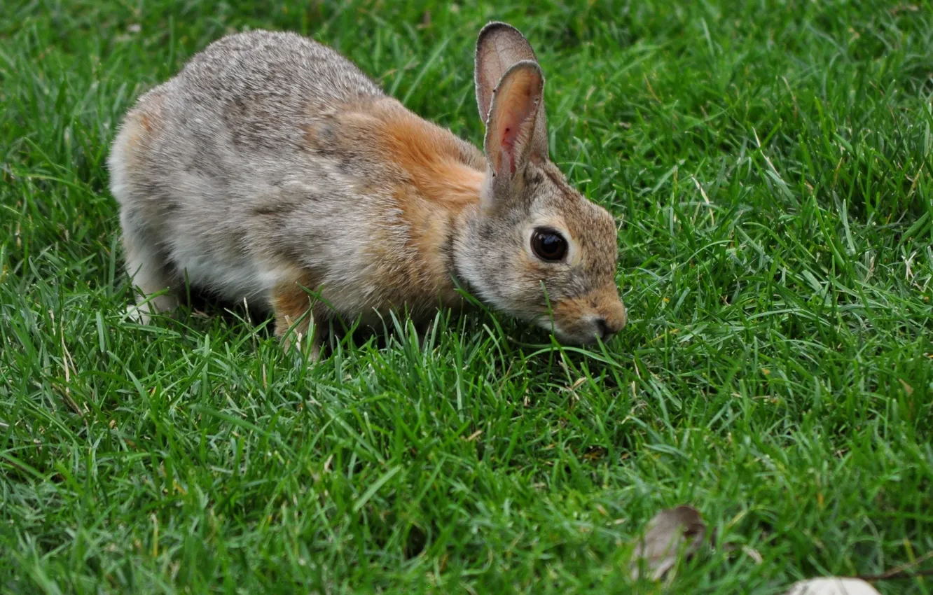 Photo wallpaper grass, grey, rabbit