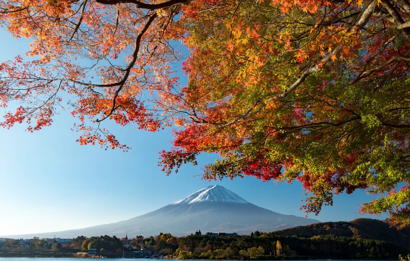 Photo wallpaper the sky, leaves, branches, tree, mountain, the volcano