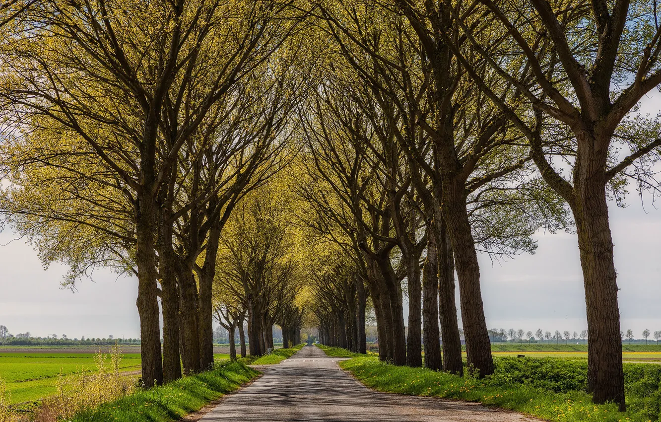 Photo wallpaper road, field, trees, alley