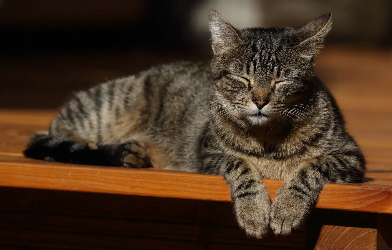 Photo wallpaper cat, cat, light, bench, pose, grey, sleep, paws