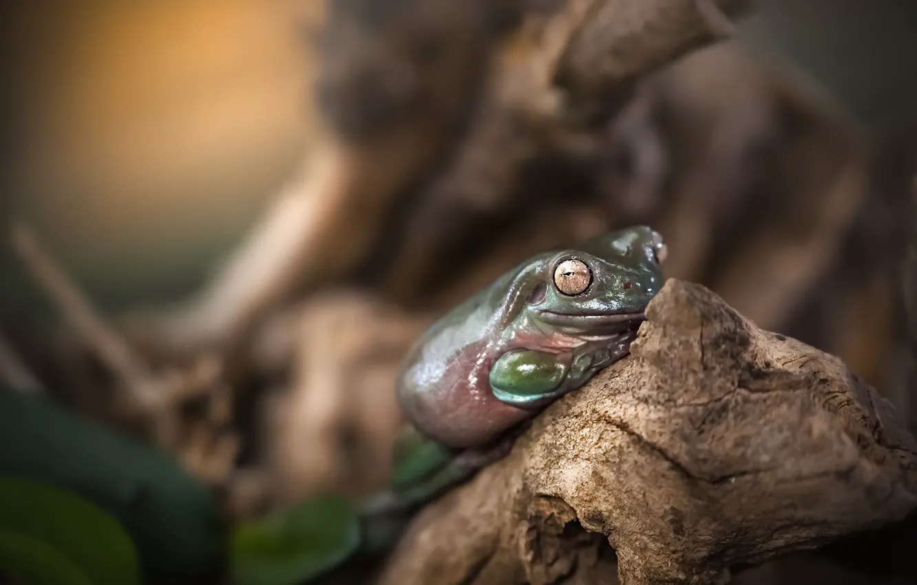 Photo wallpaper nature, background, frog