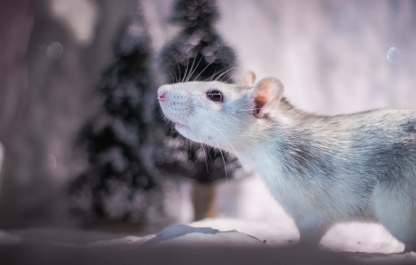 Photo wallpaper winter, look, snow, background, holiday, mouse, mouse, muzzle