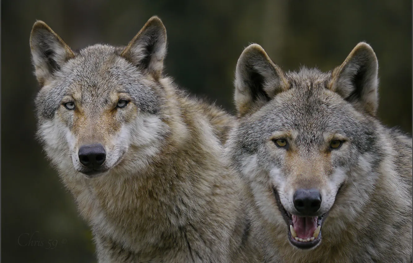 Photo wallpaper Predator, nature, snow, face, animal, wolf, canis lupus, wildlife