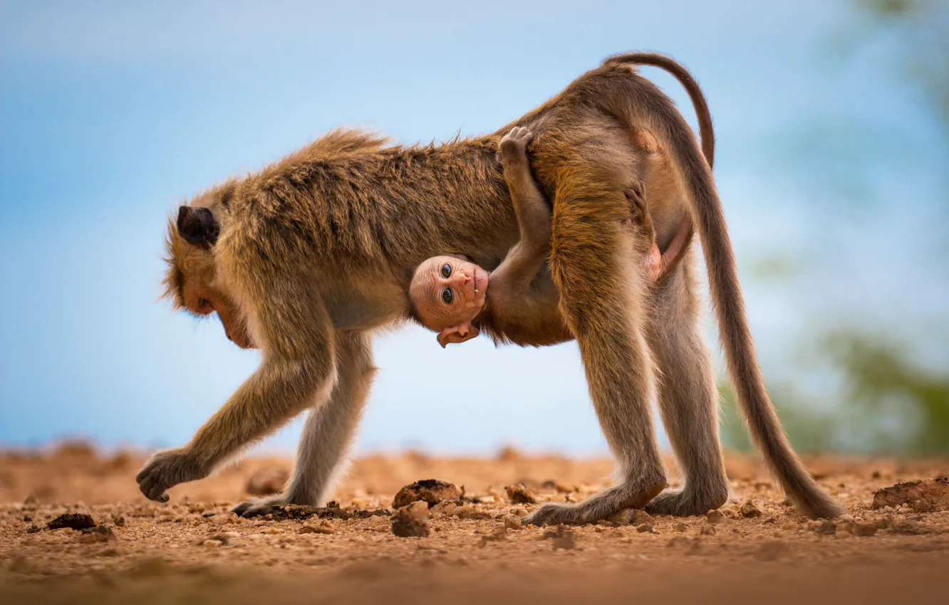 Photo wallpaper monkey, monkey, looks, detener, the nurse