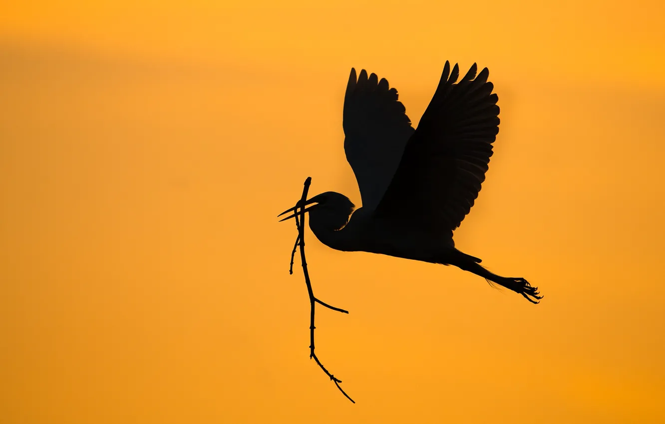 Photo wallpaper bird, wings, silhouette