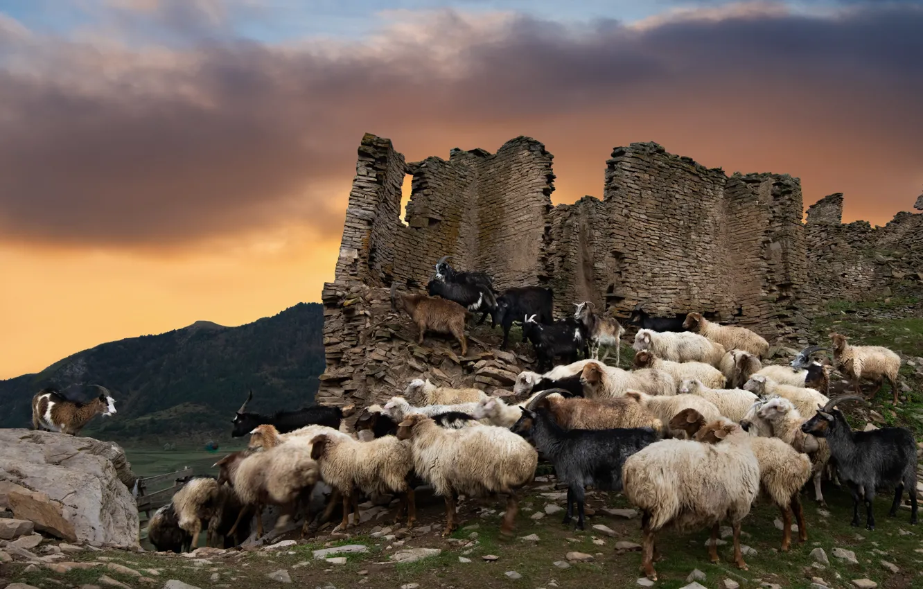 Photo wallpaper sheep, ruins, goat, the herd, livestock