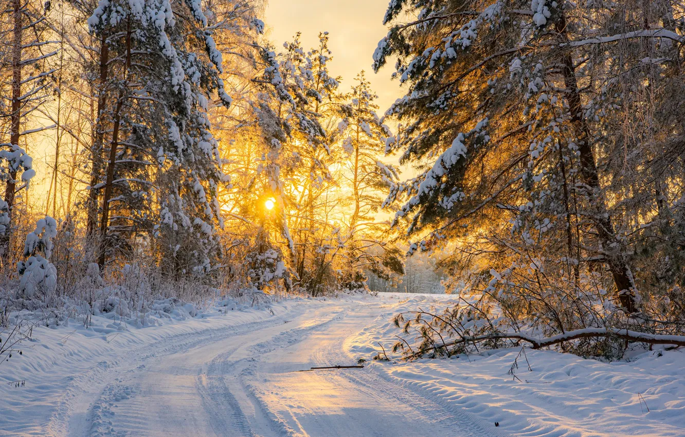 Photo wallpaper winter, road, forest, snow, trees, Belarus, Ruslan Avdevich