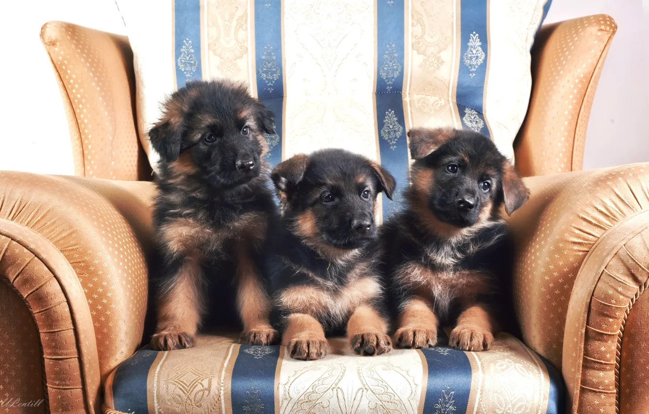 Photo wallpaper chair, puppies, trio, German shepherd