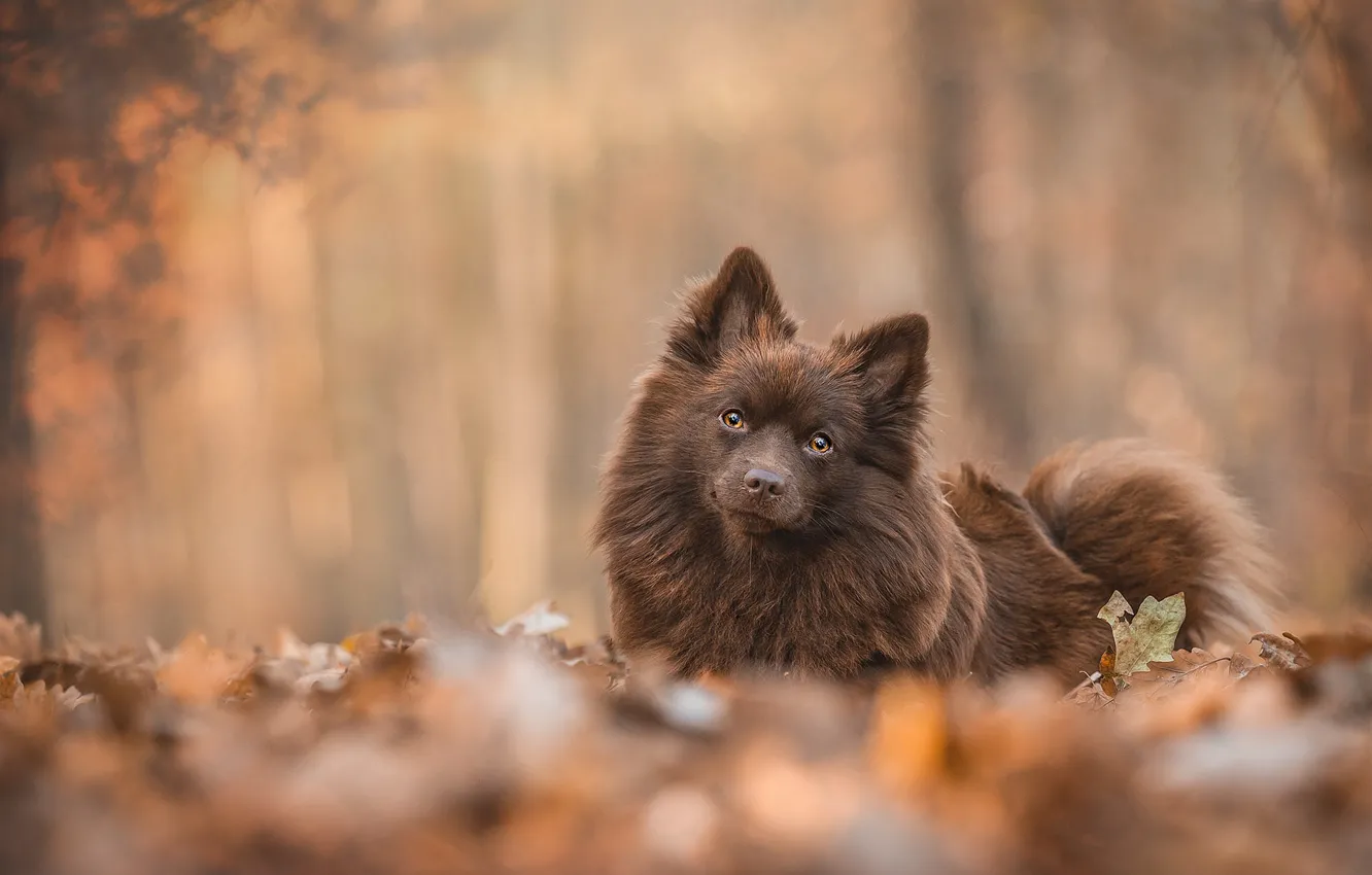 Photo wallpaper autumn, look, leaves, branches, nature, Park, background, foliage