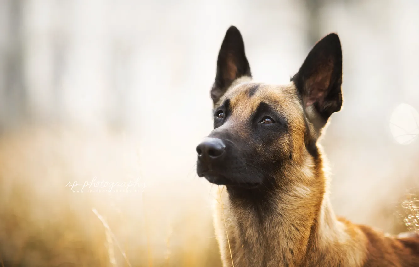 Photo wallpaper look, each, dog