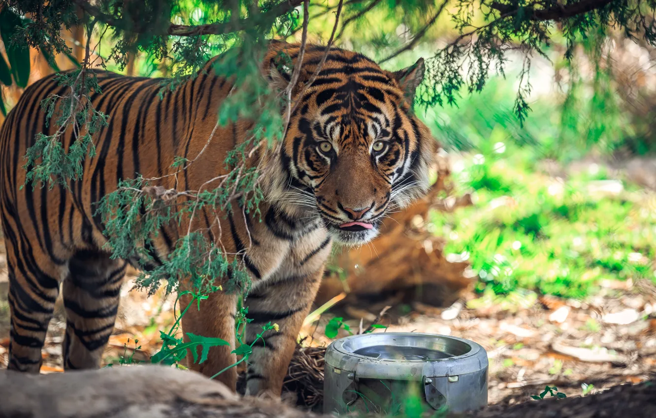 Photo wallpaper language, look, leaves, water, branches, tiger, pan, drink