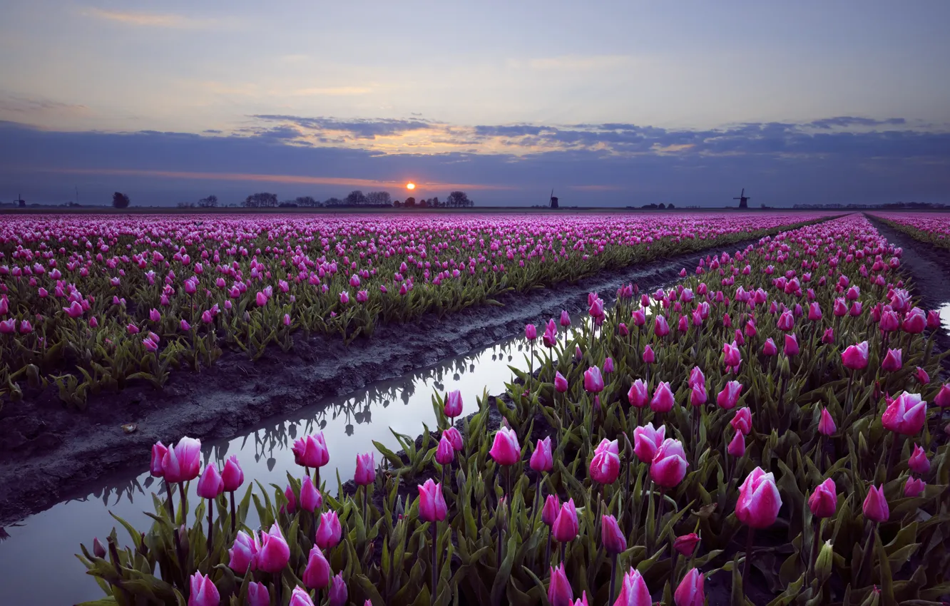Photo wallpaper field, the sky, water, clouds, sunset, flowers, reflection, spring