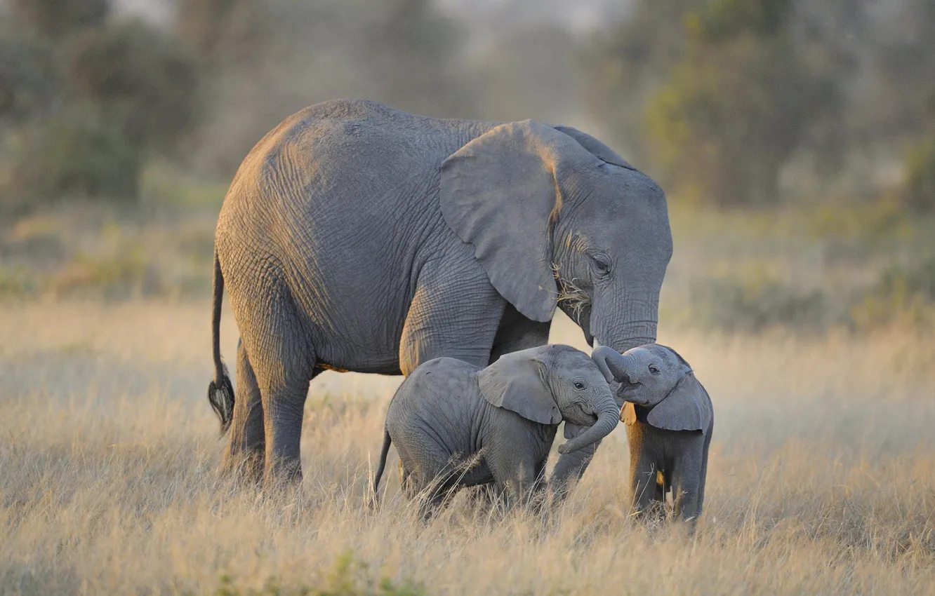 Photo wallpaper Africa, elephants, Amboseli National Park, Twin Baby Elephants
