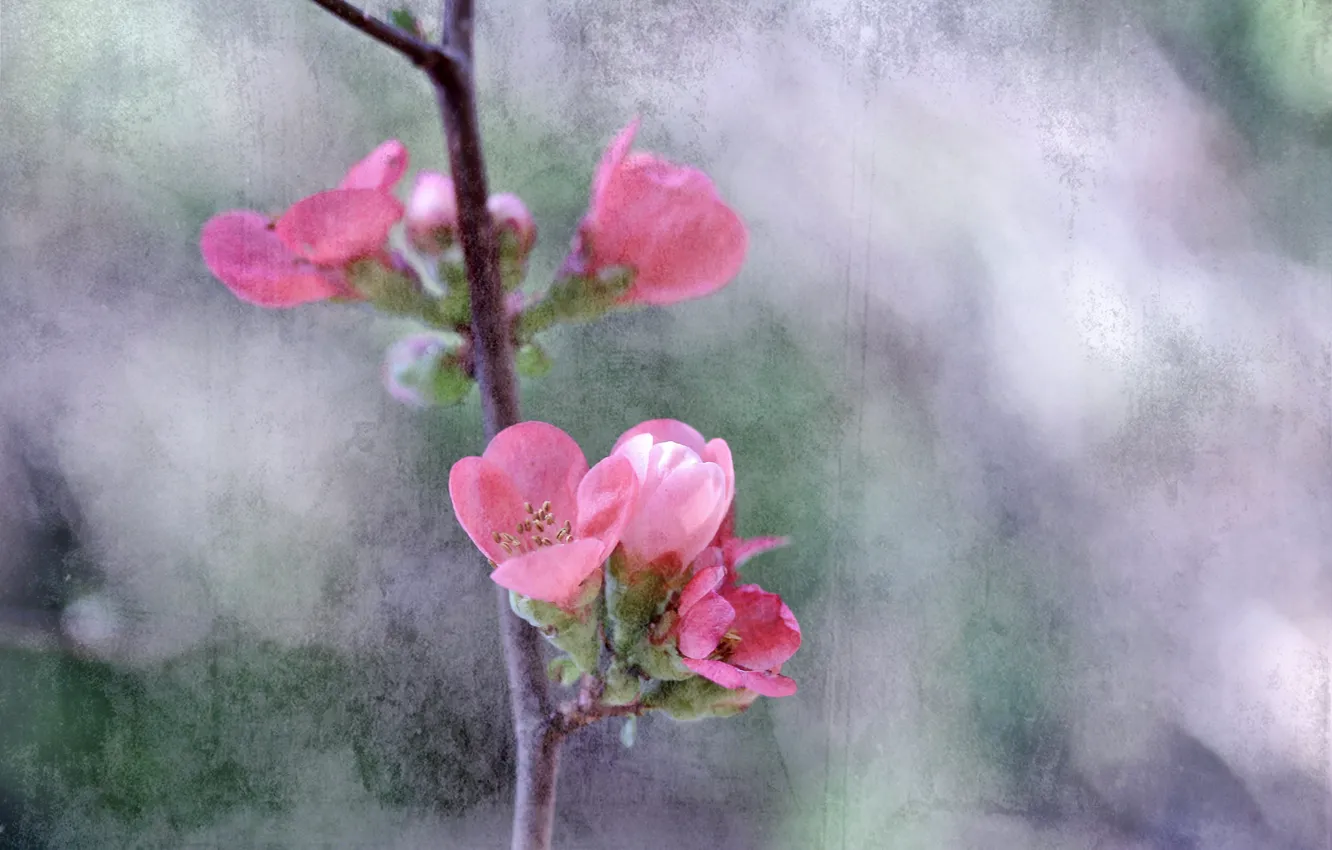 Photo wallpaper trees, flowers, branches, spring, garden, canvas