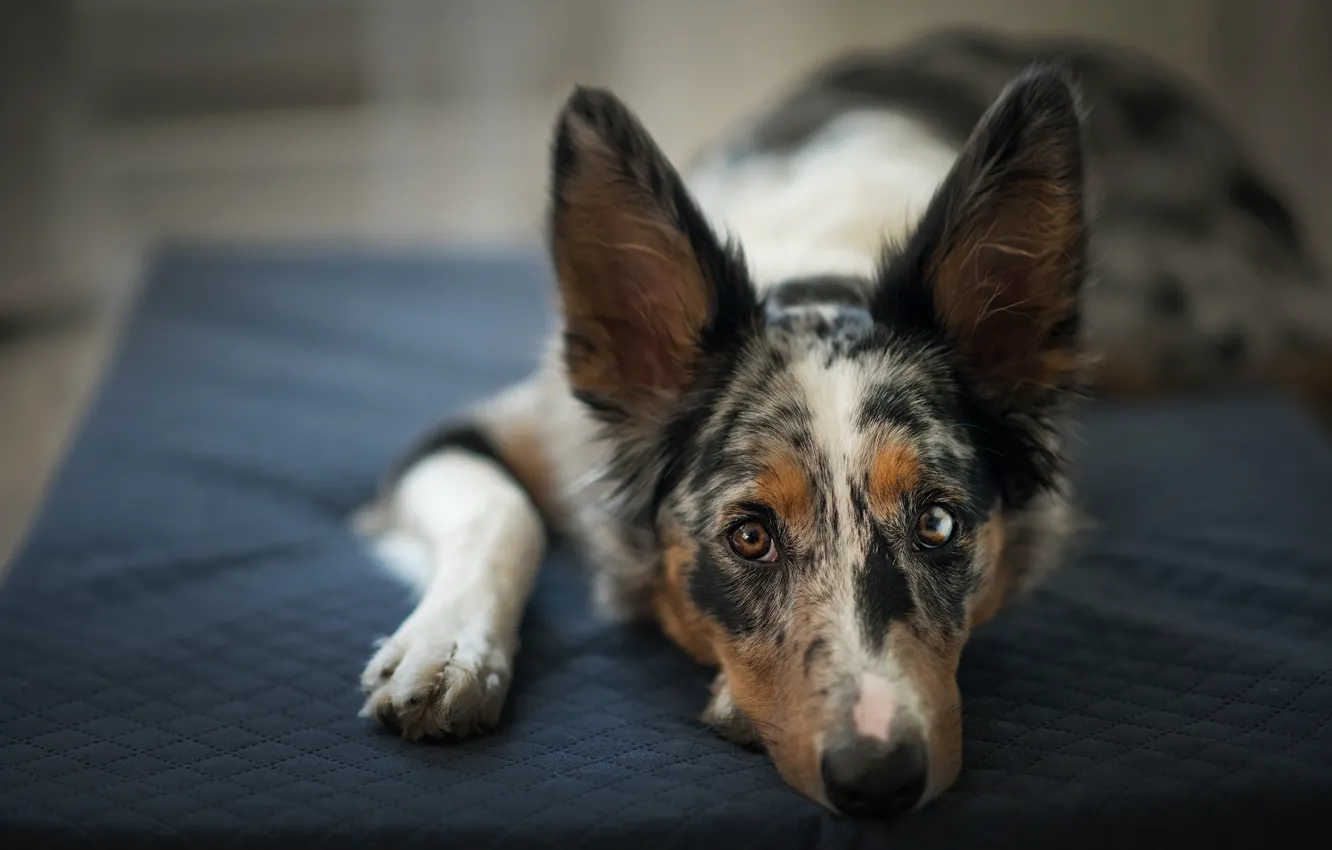 Photo wallpaper look, face, pose, stay, dog, lies, mattress, litter