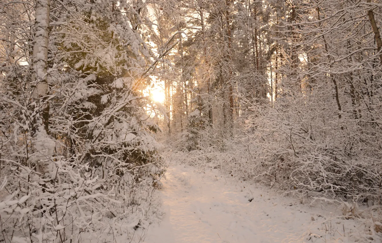 Photo wallpaper Winter, Path, Snow, Forest, Ice, Frost, Winter, Frost