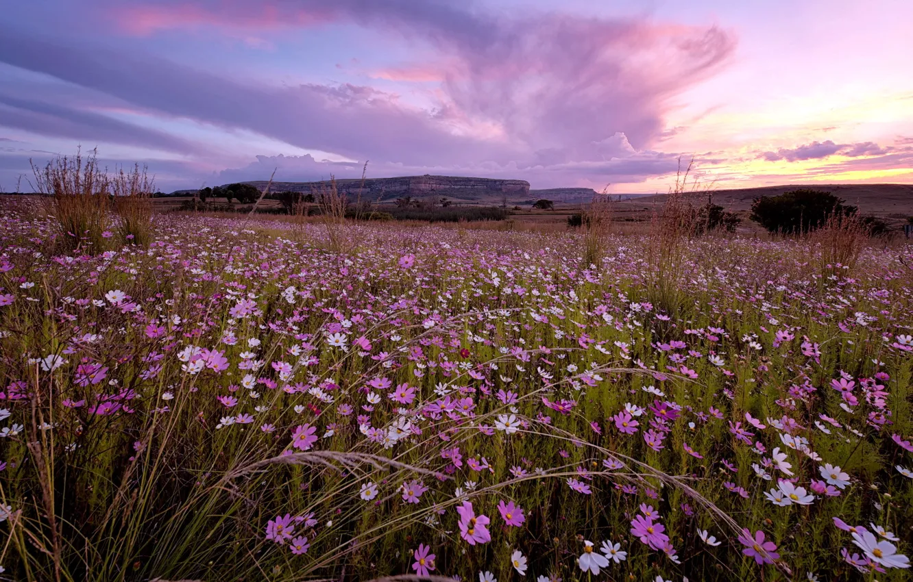 Photo wallpaper landscape, sunset, flowers