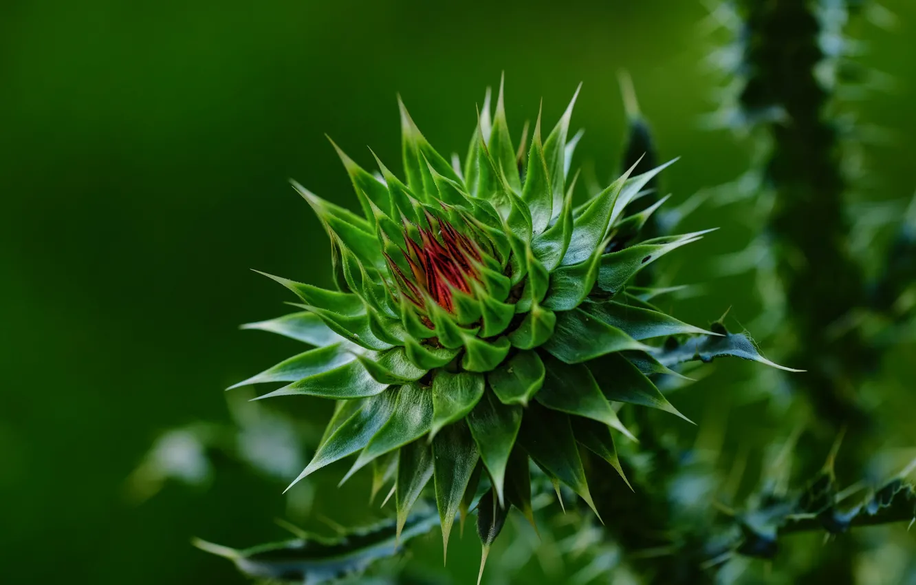 Photo wallpaper green, barb, Thistle