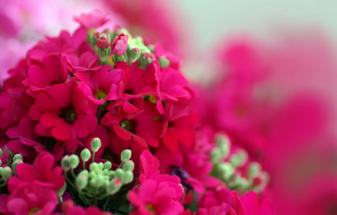 Photo wallpaper flowers, bright, buds, raspberry, geranium