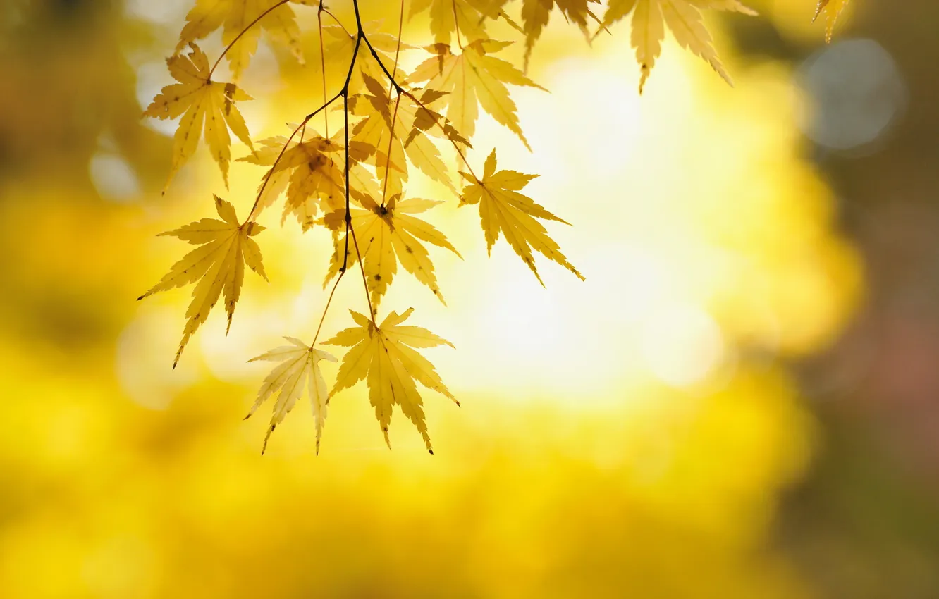 Photo wallpaper autumn, leaves, nature