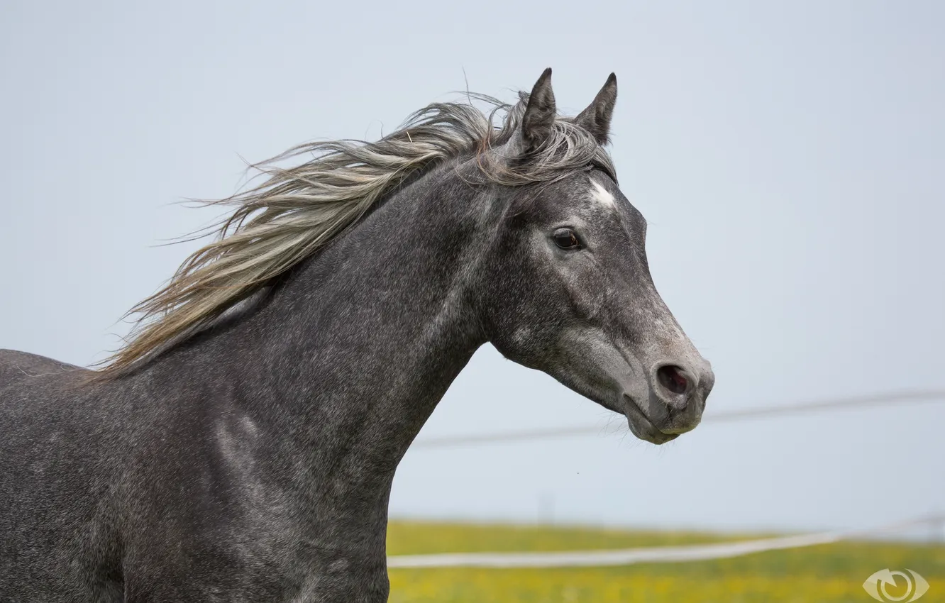 Photo wallpaper grey, horse, horse, mane, (с) Oliver Seitz