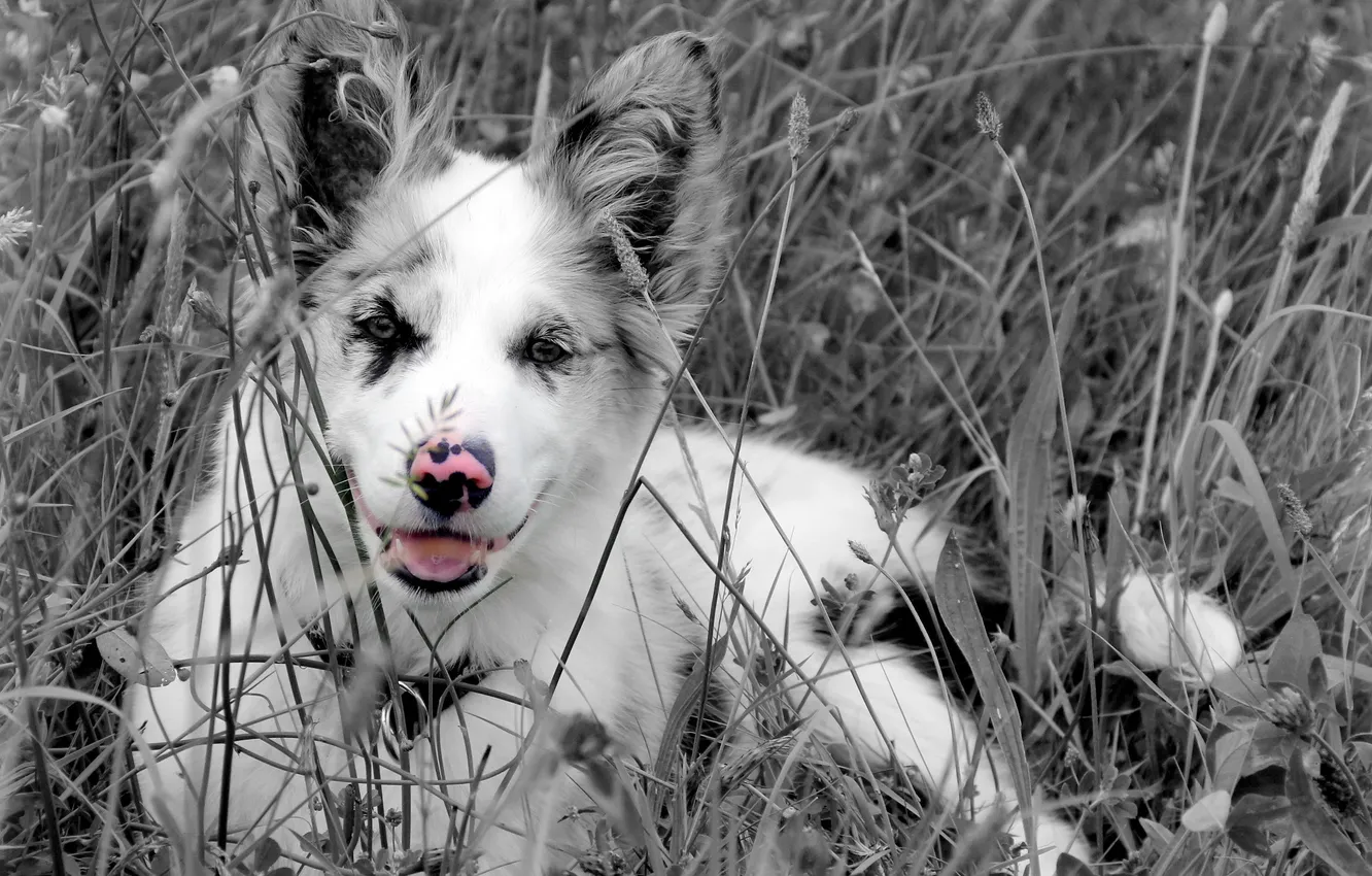 Photo wallpaper field, color, dog, nose
