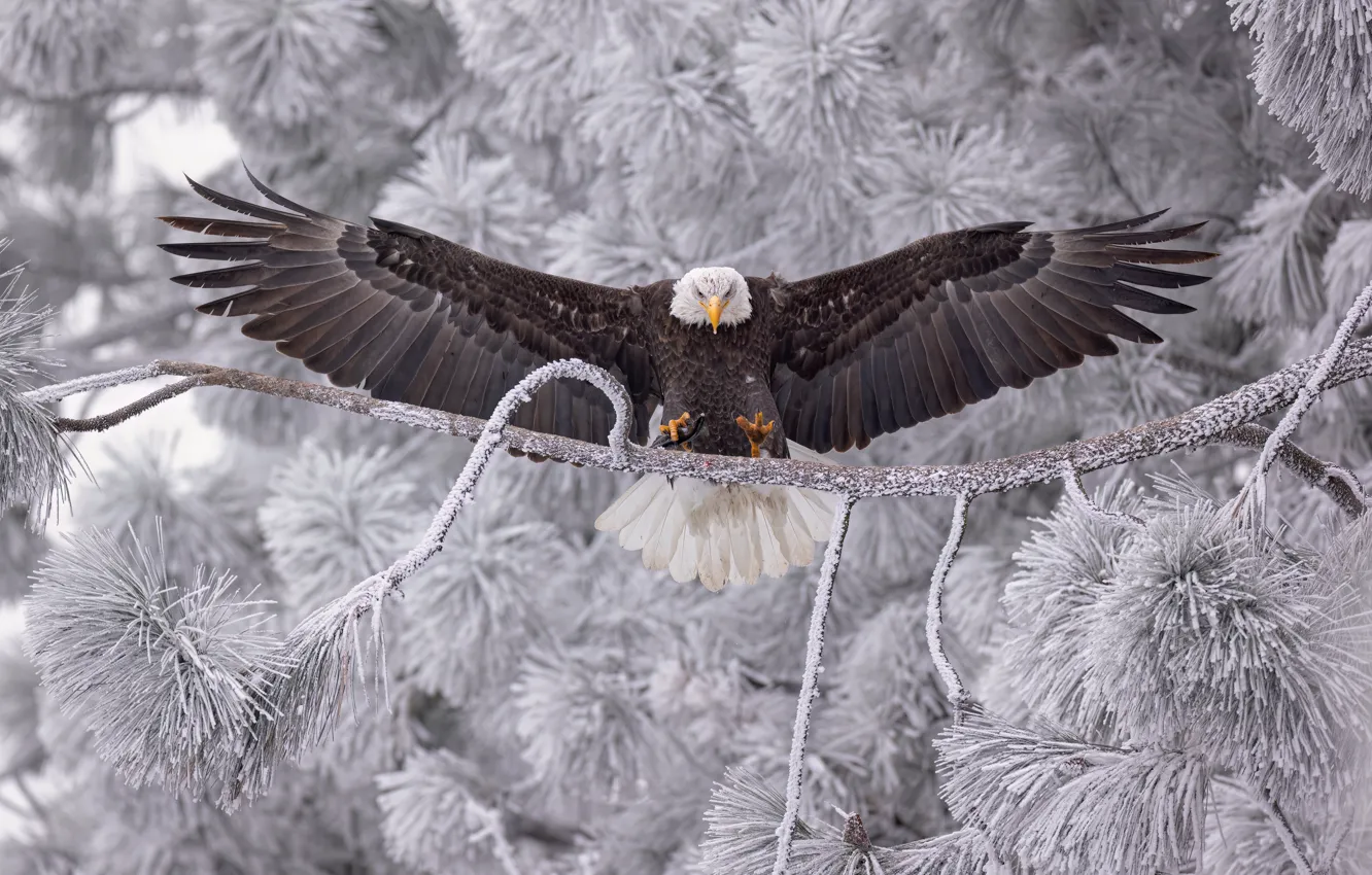 Photo wallpaper branches, bird, wings, bald eagle, frost
