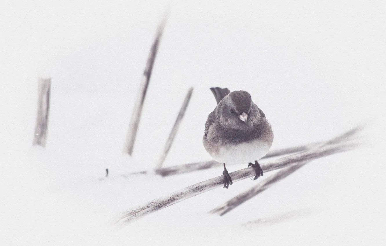Photo wallpaper bird, winter, cold