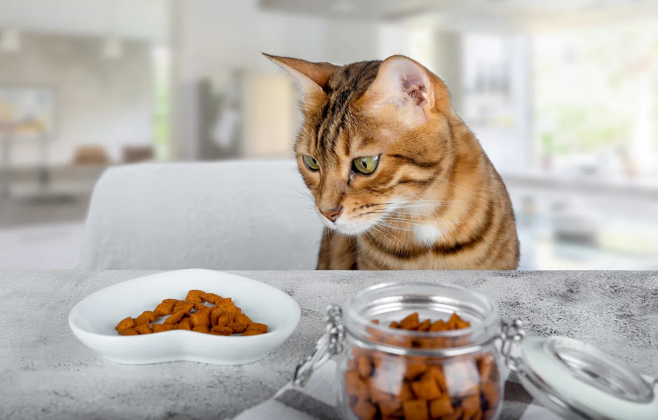 Photo wallpaper cat, cat, look, glass, pose, table, chair, kitchen