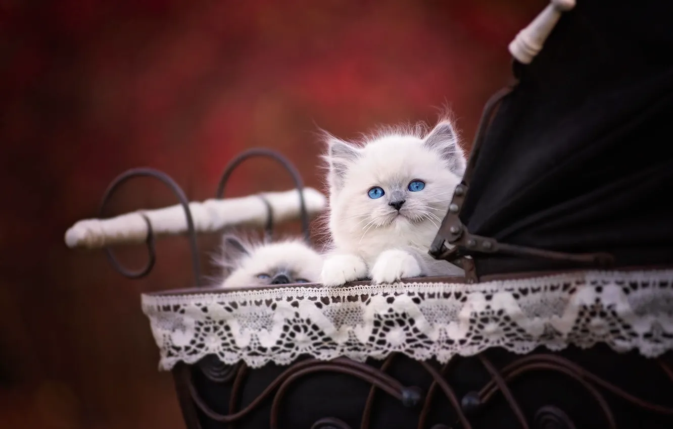 Photo wallpaper cat, fluffy, stroller, kitty, face, cutie, baby, blue-eyed