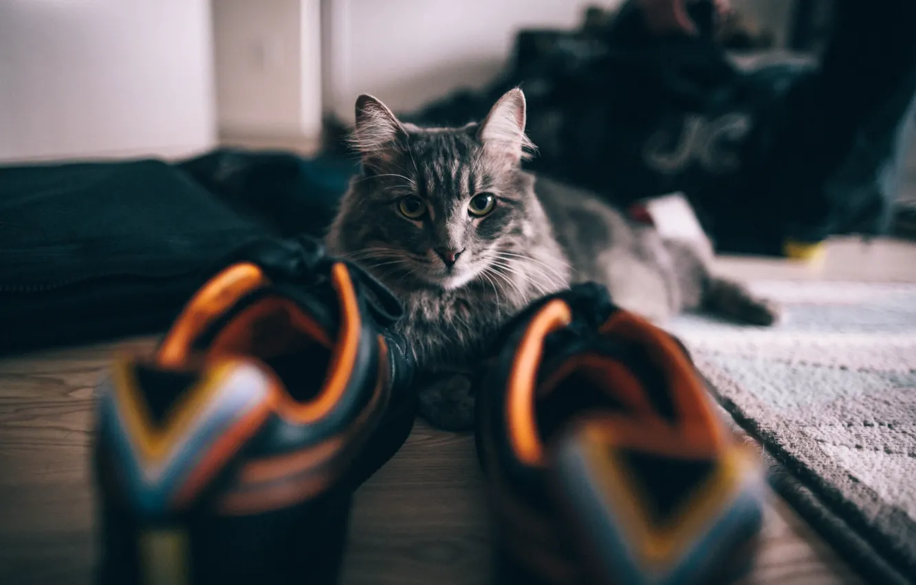 Photo wallpaper cat, shoes, sneakers, CROs, Kote, krasovki