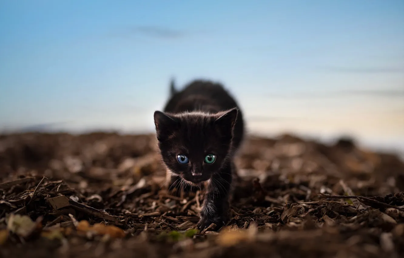 Photo wallpaper cat, the sky, nature, pose, kitty, black, walk, face