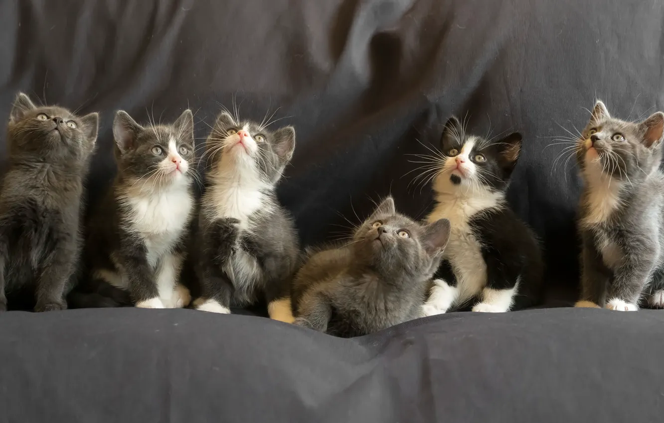 Photo wallpaper kittens, kittens, Gert van den Bosch