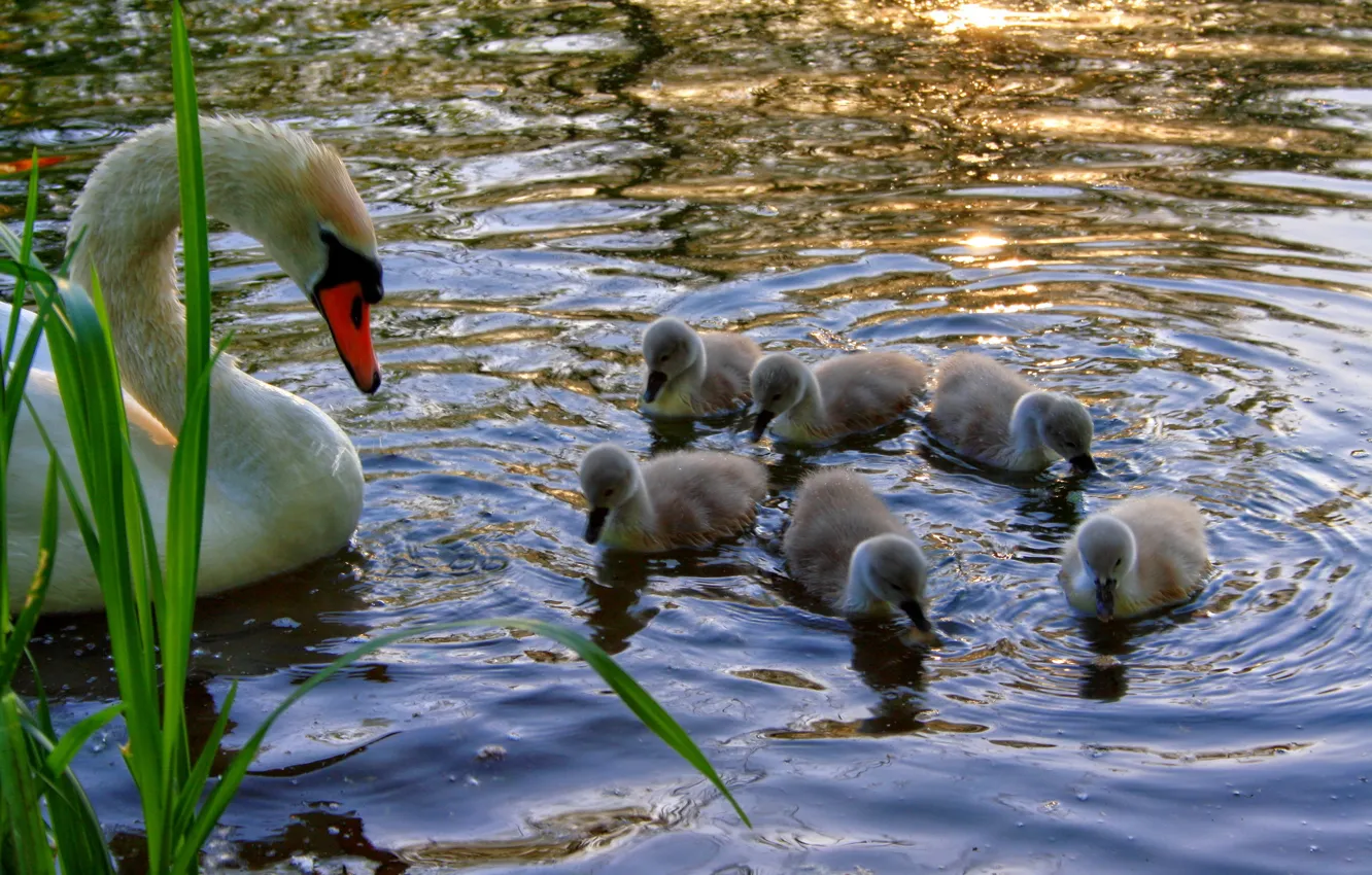Photo wallpaper water, birds, nature, pond, river, swans, beautiful, white Swan
