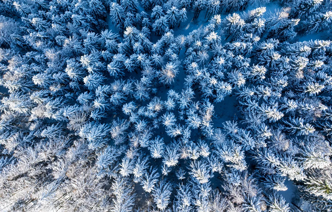 Photo wallpaper forest, snow, trees, top