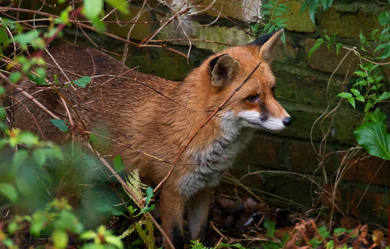Photo wallpaper grass, look, wall, brick, Fox, Fox