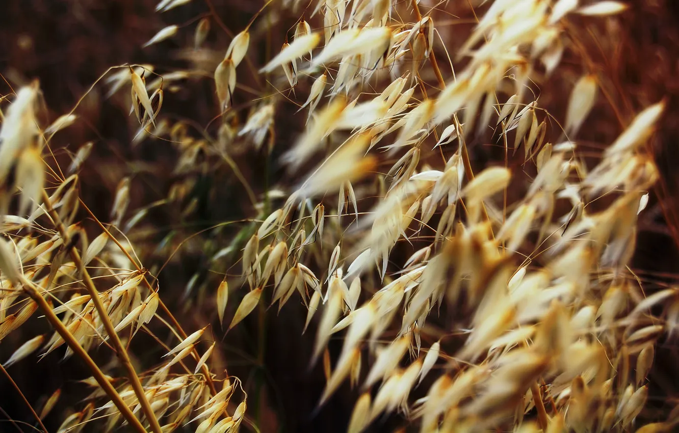 Photo wallpaper field, macro, plants, dry, grass