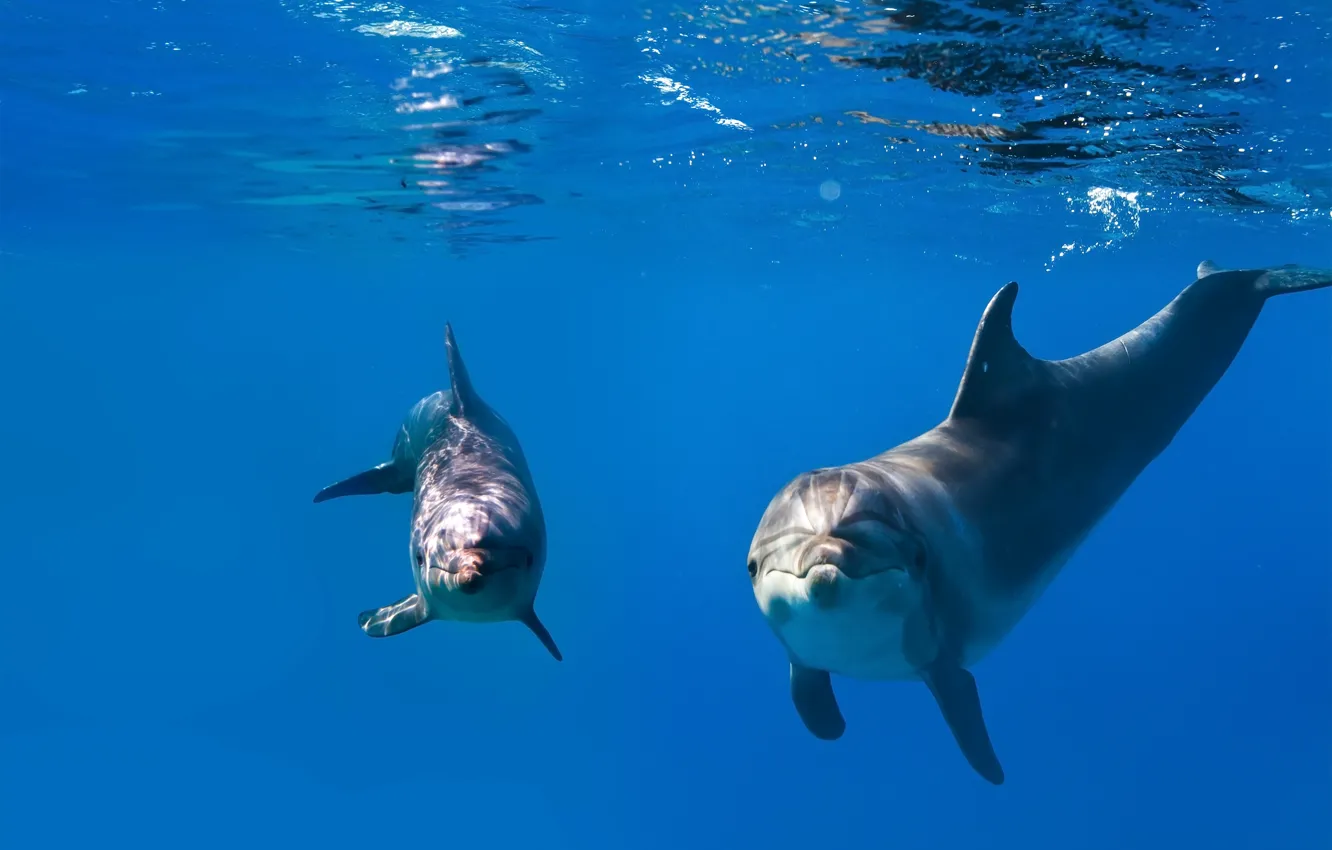 Photo wallpaper sea, blue, pair, dolphins, under water